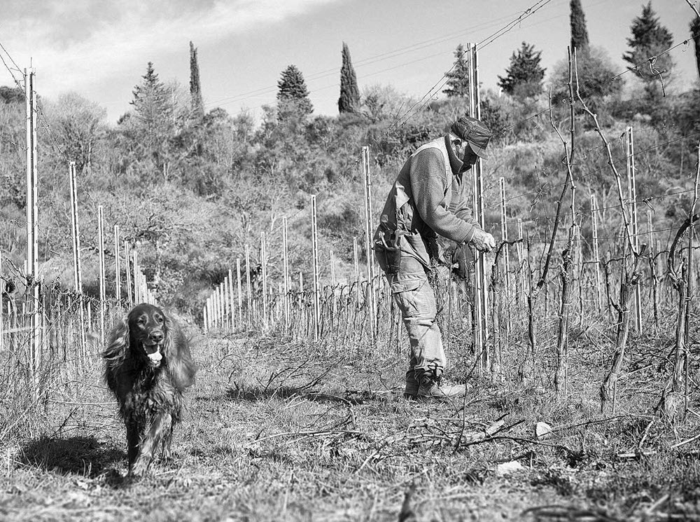 Buccia Nera Toscane Wijnmakers