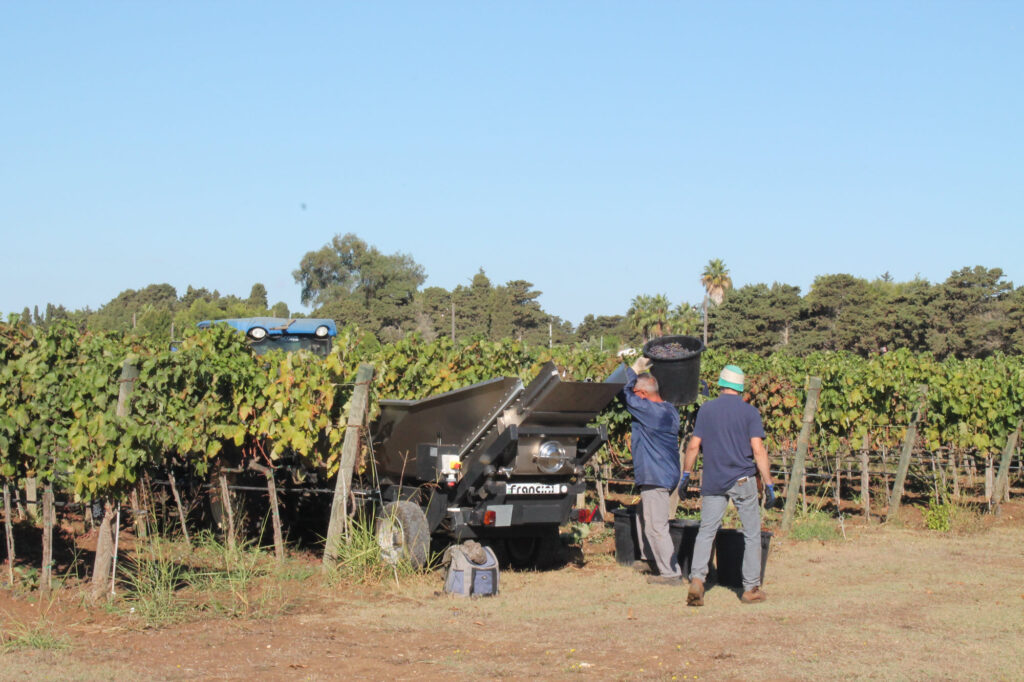 Tenuta Corallo - wijnmakers uit Puglia